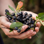 Load image into Gallery viewer, Pure Polish Aronia Juice Concentrate JustAronia65 Single Pack
